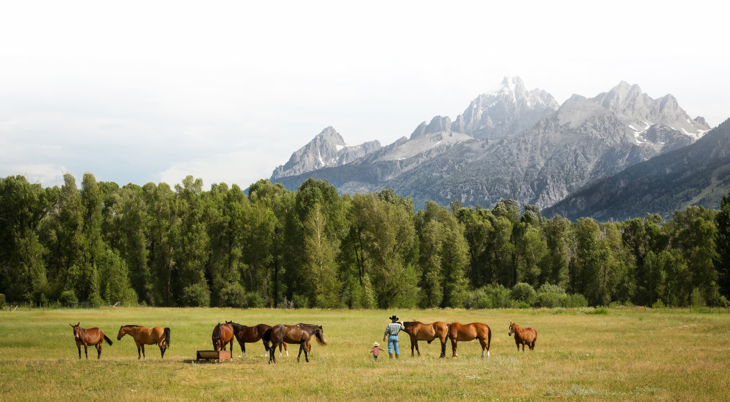 Cowboy with horses in mountains