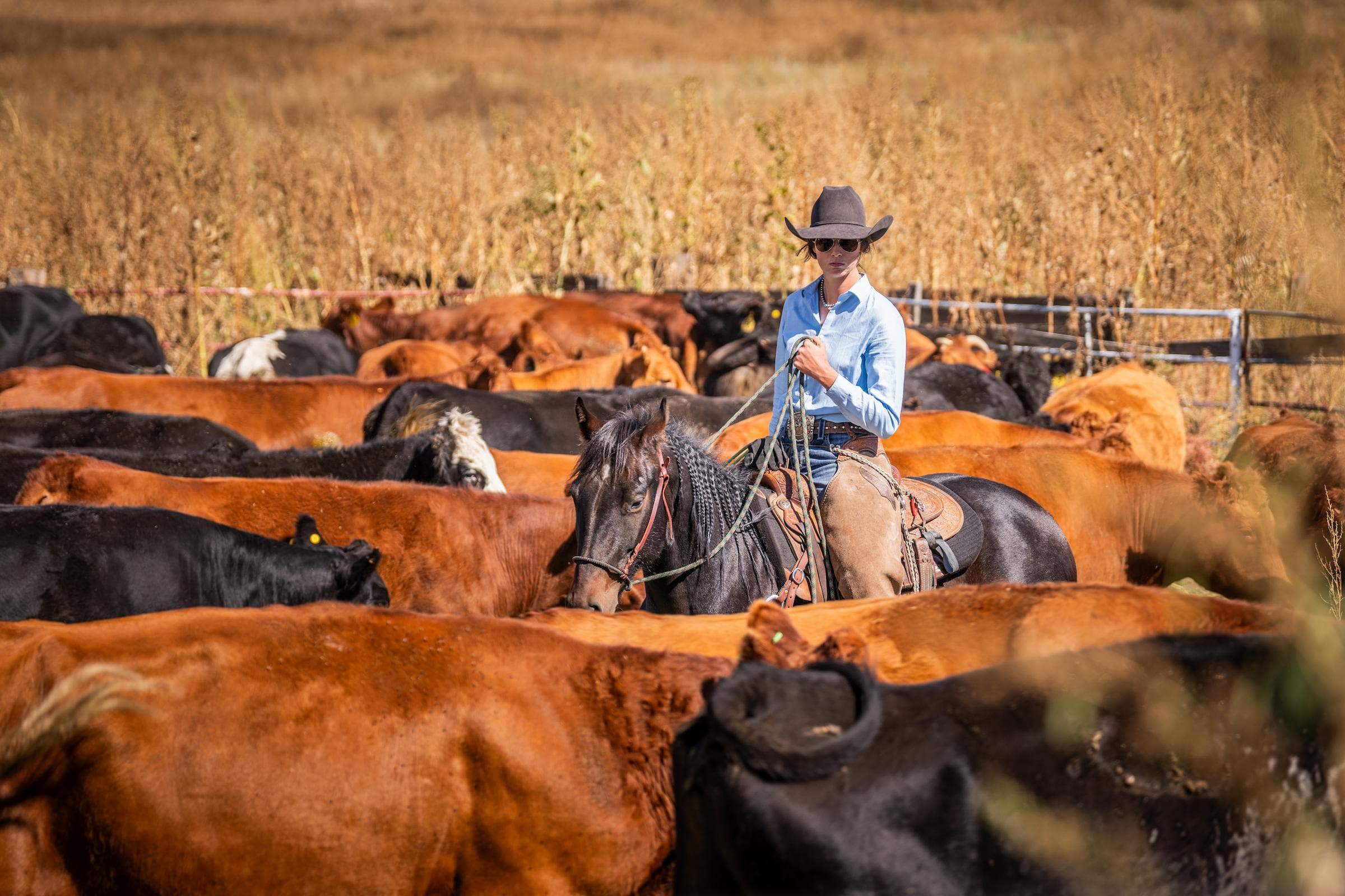 Cowgirl with cattle