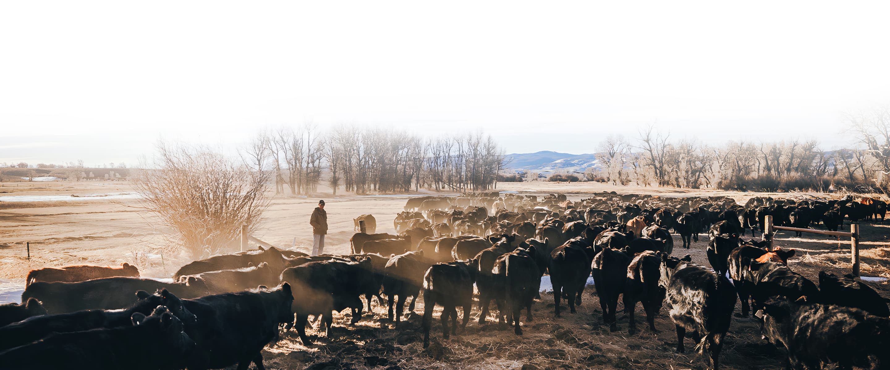 Herd of cattle
