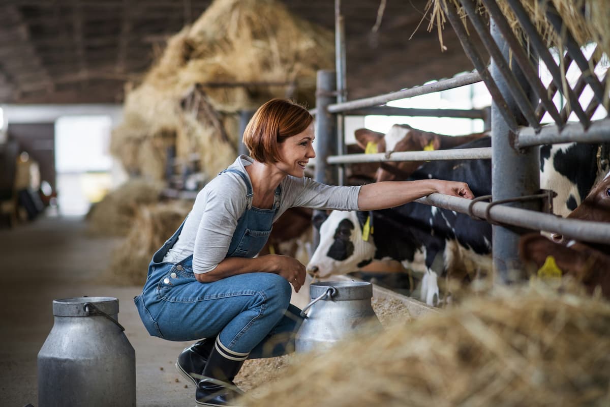 Woman in a dairy barn